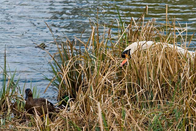 060410_DSC0863