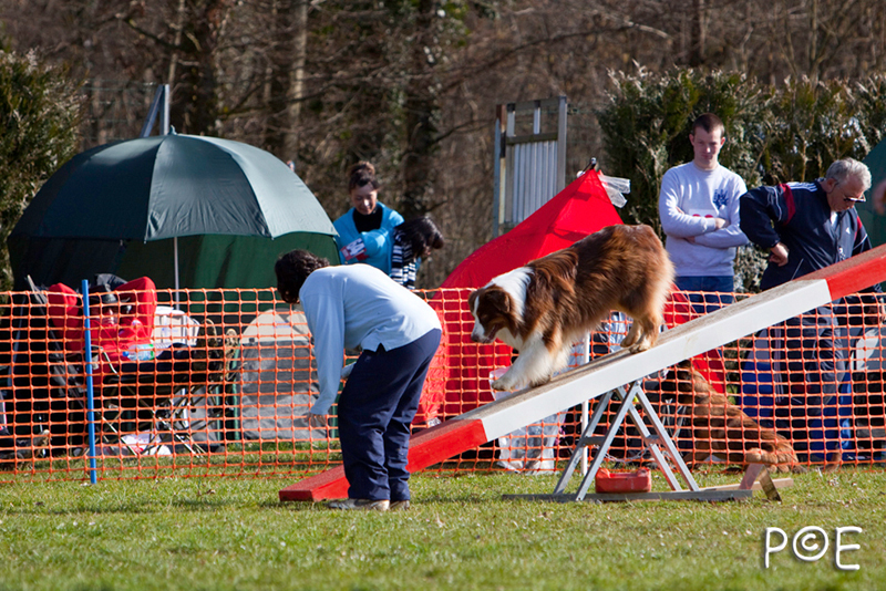090315_MG_2862.jpg - Agility à Chamouilley