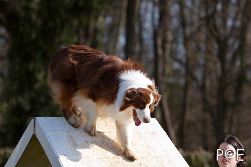 090315_MG_2867.jpg - Agility à Chamouilley