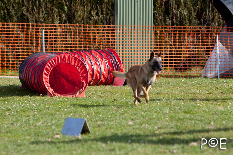 090315_MG_2888.jpg - Agility à Chamouilley