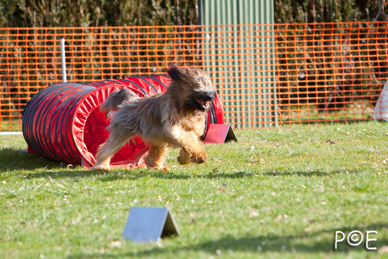 090315_MG_2898.jpg - Agility à Chamouilley