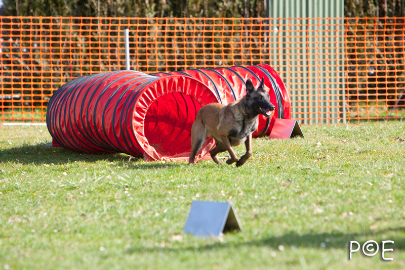 090315_MG_2904.jpg - Agility à Chamouilley