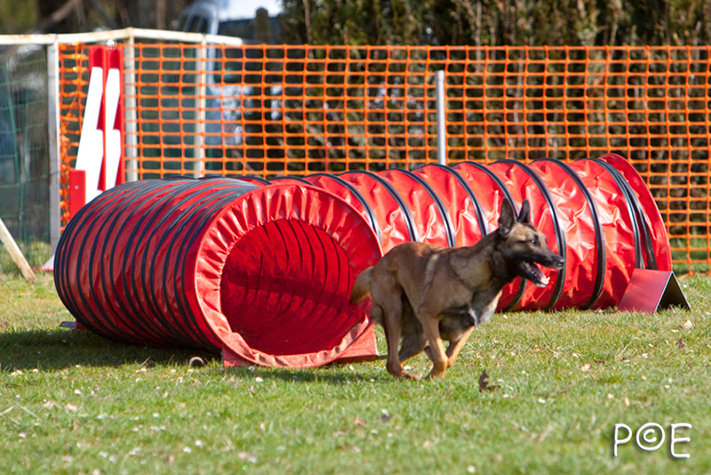 090315_MG_2916.jpg - Agility à Chamouilley