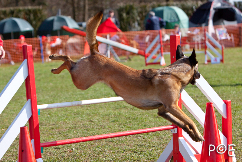 090315_MG_2920.jpg - Agility à Chamouilley