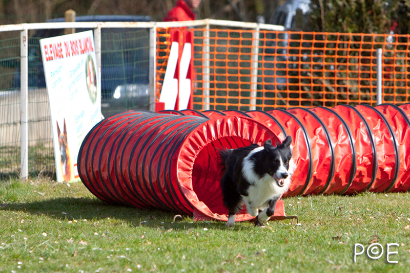 090315_MG_2945.jpg - Agility à Chamouilley