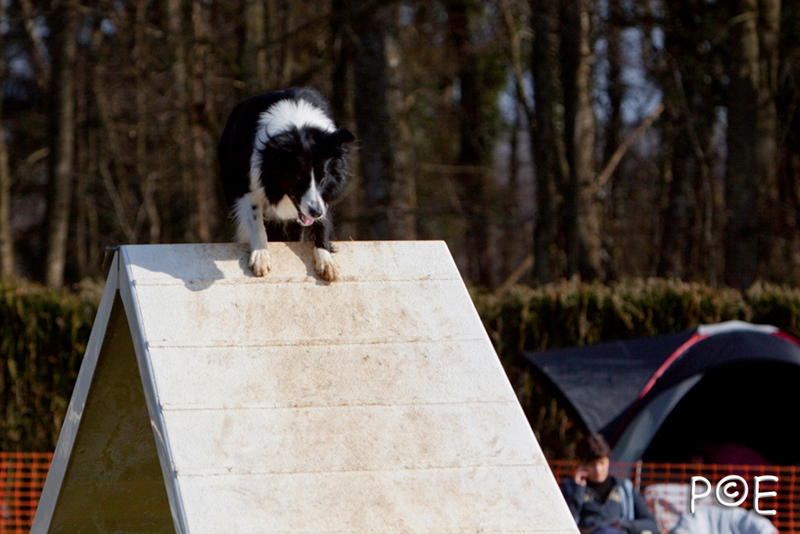 090315_MG_2947.jpg - Agility à Chamouilley