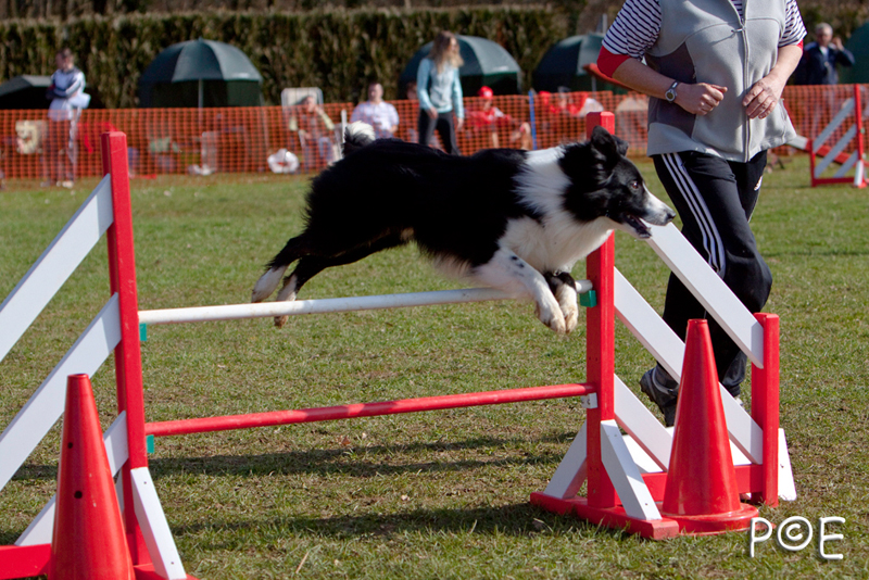090315_MG_2950.jpg - Agility à Chamouilley