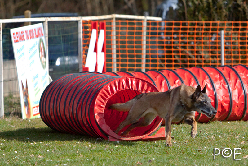 090315_MG_2953.jpg - Agility à Chamouilley