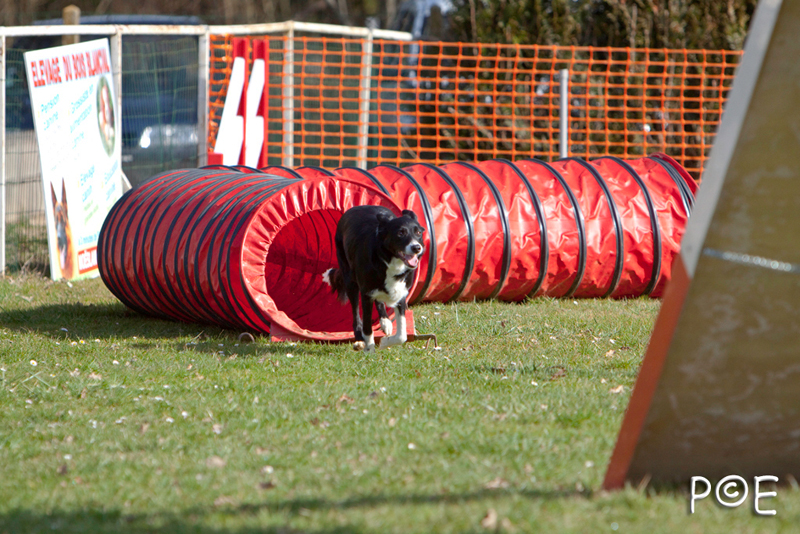 090315_MG_2964.jpg - Agility à Chamouilley