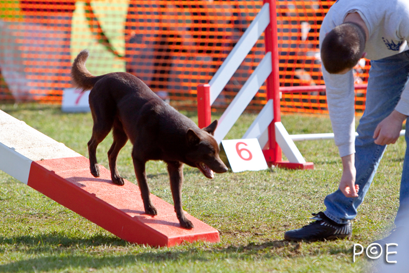 090315_MG_2976.jpg - Agility à Chamouilley