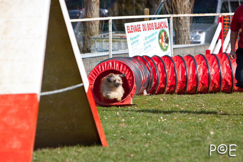 090315_MG_3000.jpg - Agility à Chamouilley