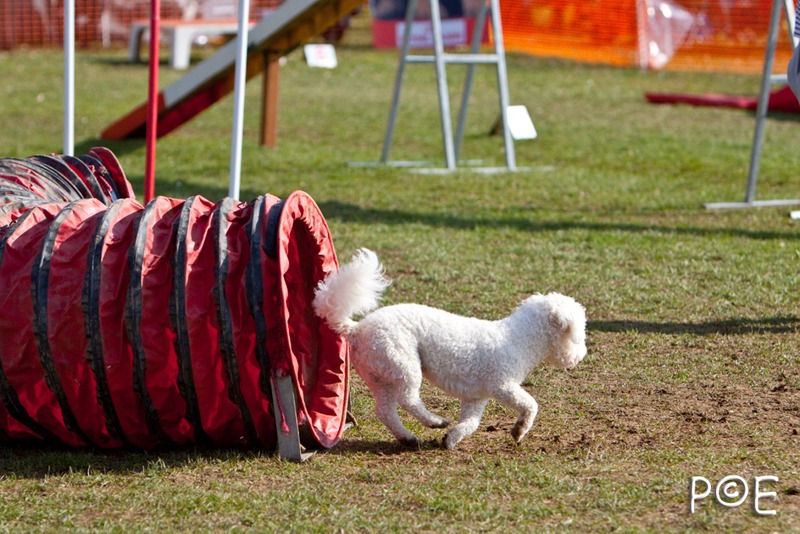 090315_MG_3007.jpg - Agility à Chamouilley