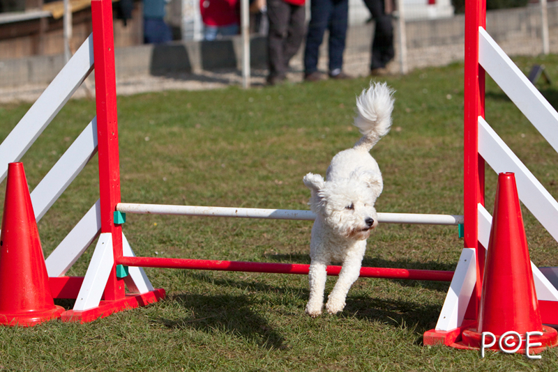 090315_MG_3026.jpg - Agility à Chamouilley