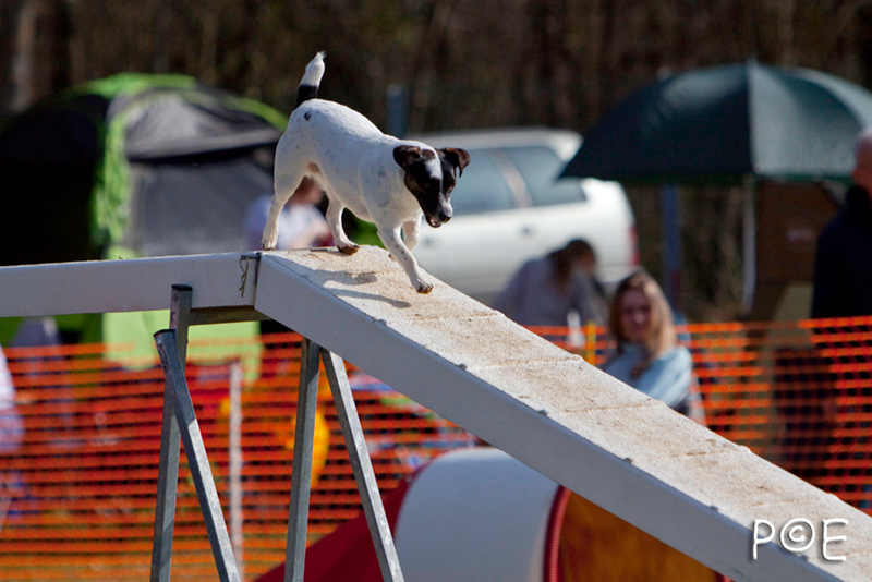 090315_MG_3029.jpg - Agility à Chamouilley