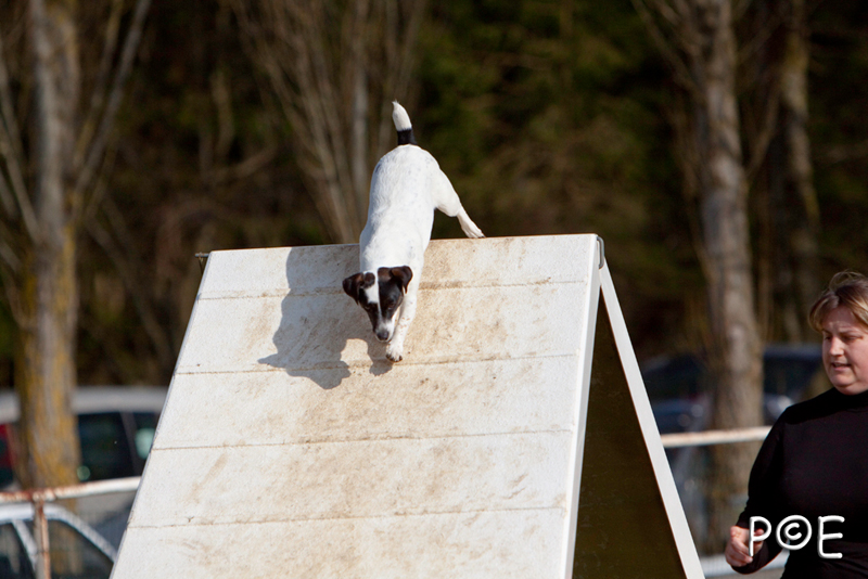 090315_MG_3034.jpg - Agility à Chamouilley