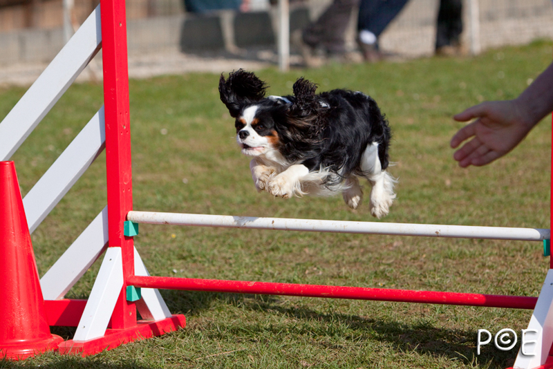 090315_MG_3050.jpg - Agility à Chamouilley