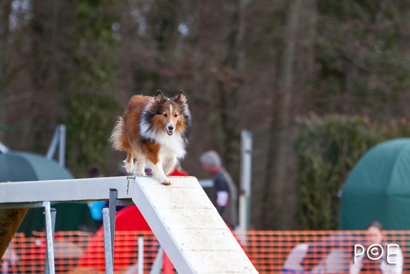 090315_MG_3064.jpg - Agility à Chamouilley