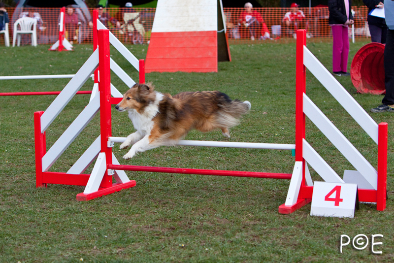 090315_MG_3081.jpg - Agility à Chamouilley