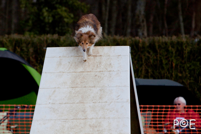 090315_MG_3083.jpg - Agility à Chamouilley