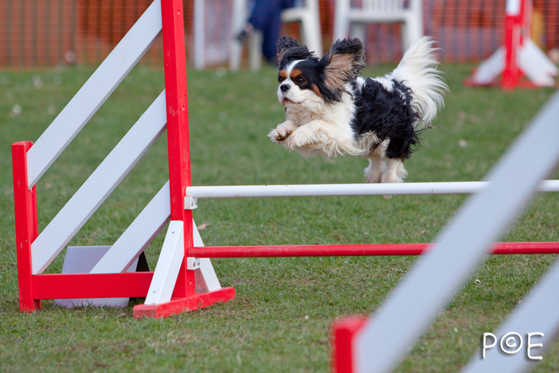 090315_MG_3108.jpg - Agility à Chamouilley