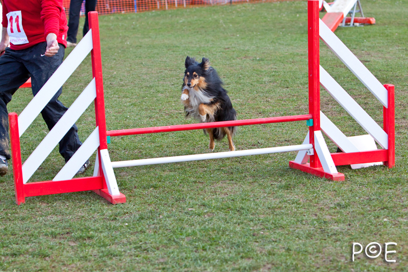 090315_MG_3114.jpg - Agility à Chamouilley
