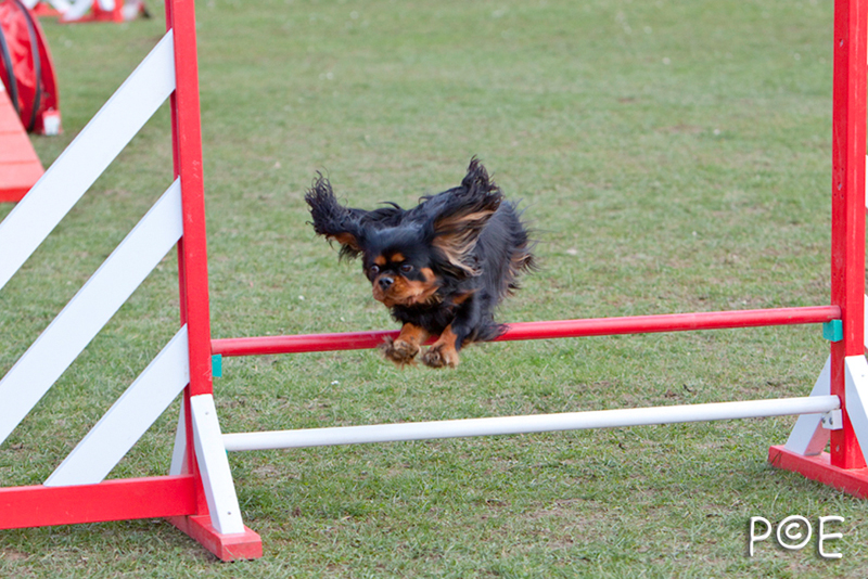 090315_MG_3121.jpg - Agility à Chamouilley