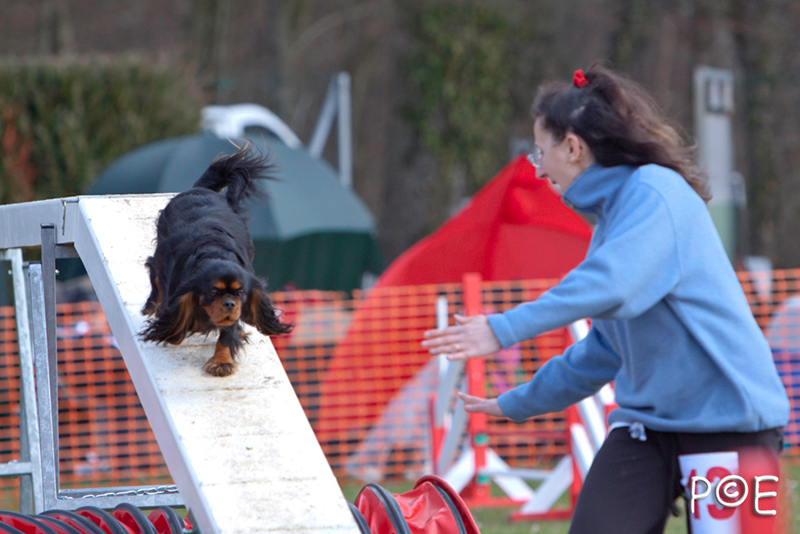 090315_MG_3123.jpg - Agility à Chamouilley