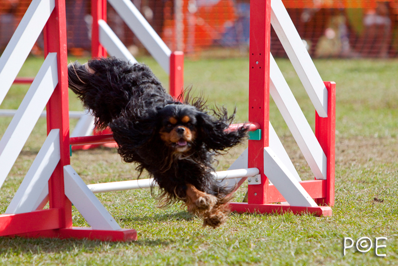 090315_MG_3127.jpg - Agility à Chamouilley