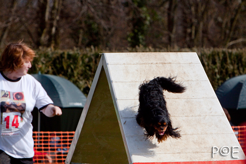 090315_MG_3134.jpg - Agility à Chamouilley