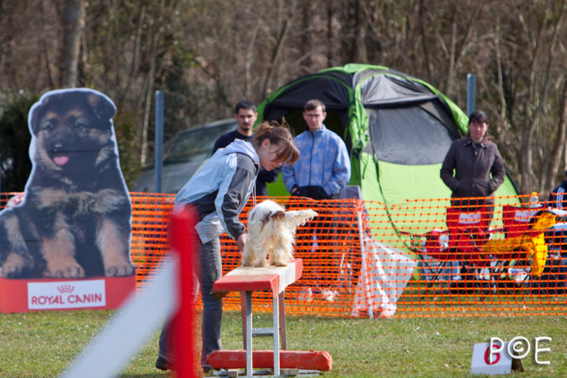 090315_MG_3137.jpg - Agility à Chamouilley