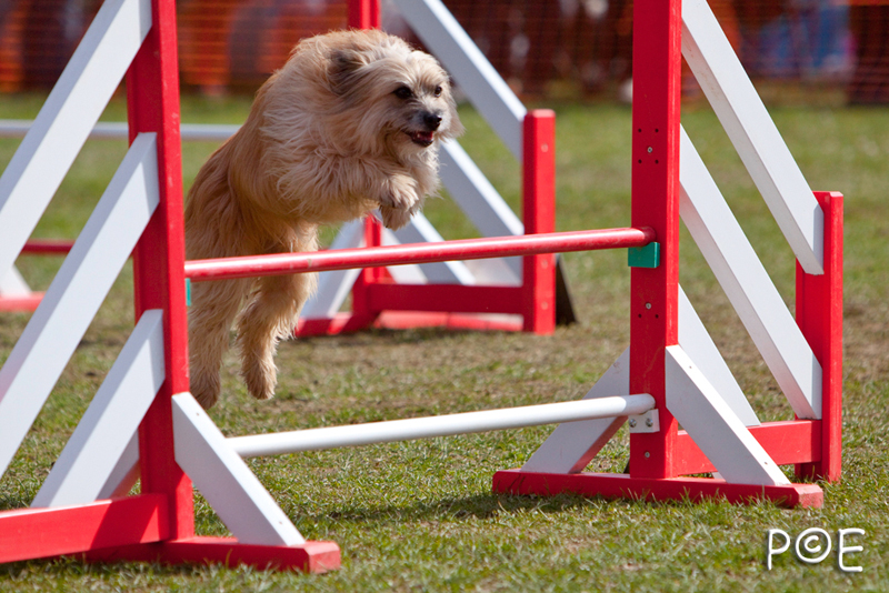 090315_MG_3151.jpg - Agility à Chamouilley