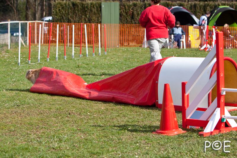 090315_MG_3157.jpg - Agility à Chamouilley