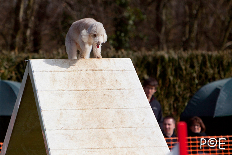 090315_MG_3160.jpg - Agility à Chamouilley
