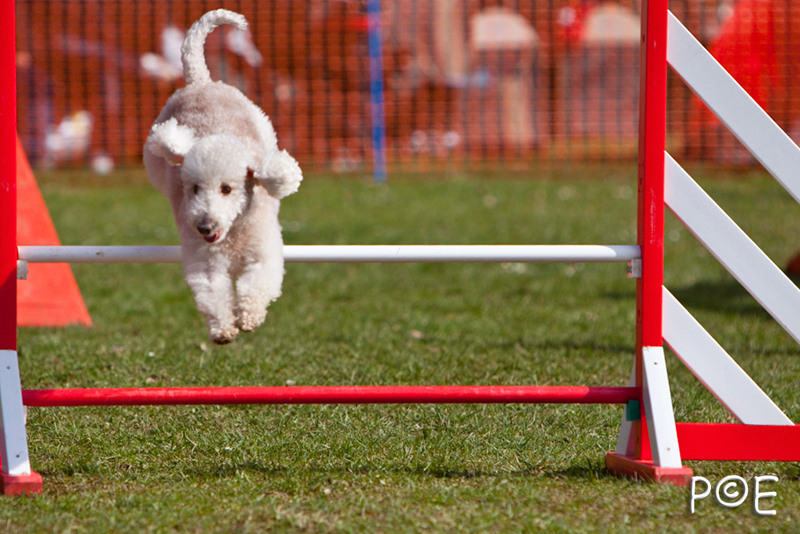 090315_MG_3162.jpg - Agility à Chamouilley