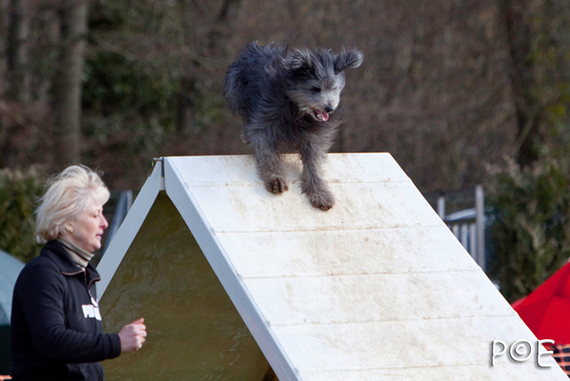 090315_MG_3168.jpg - Agility à Chamouilley