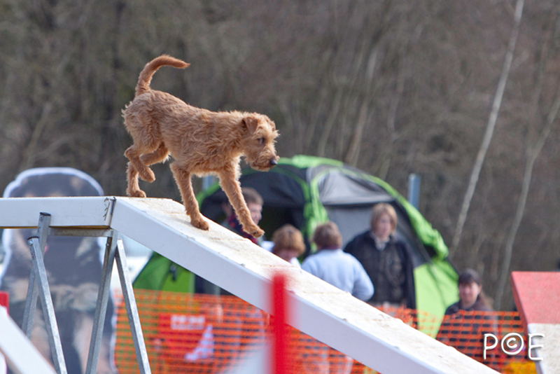 090315_MG_3176.jpg - Agility à Chamouilley