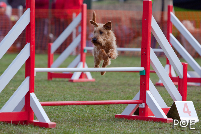 090315_MG_3179.jpg - Agility à Chamouilley