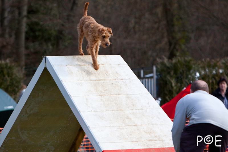 090315_MG_3190.jpg - Agility à Chamouilley