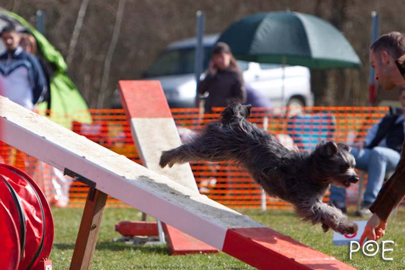 090315_MG_3201.jpg - Agility à Chamouilley