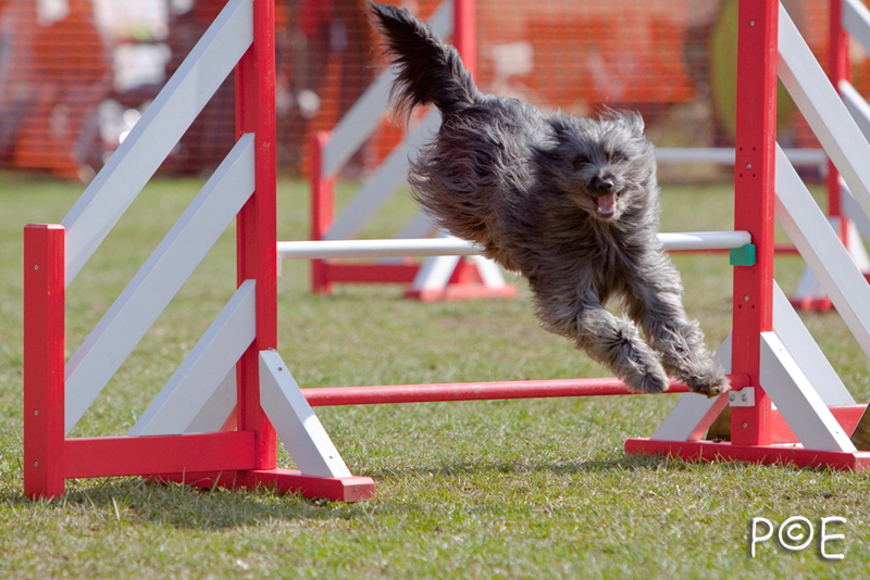 090315_MG_3204.jpg - Agility à Chamouilley