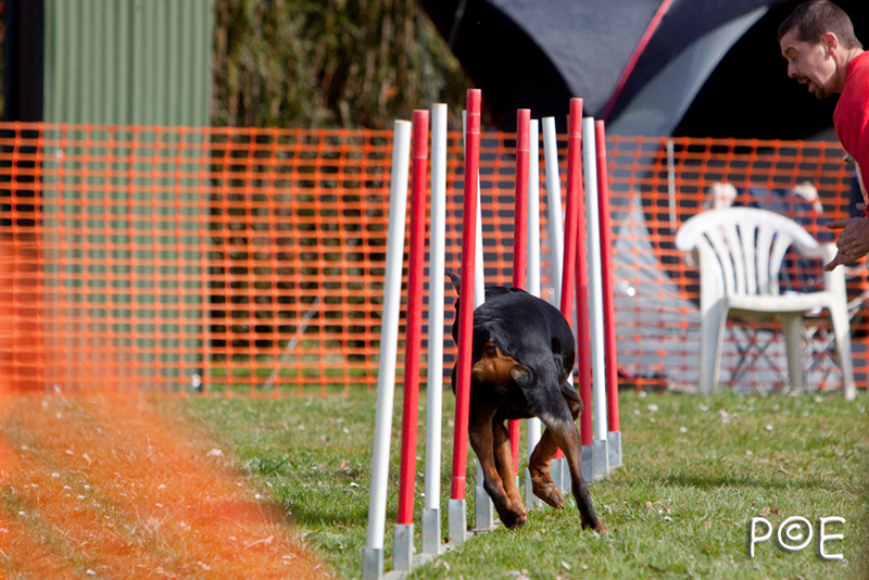 090315_MG_3226.jpg - Agility à Chamouilley