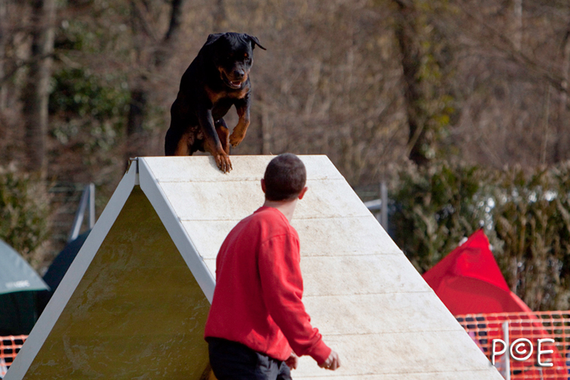 090315_MG_3230.jpg - Agility à Chamouilley
