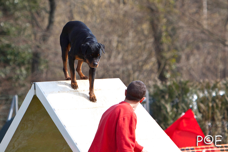 090315_MG_3231.jpg - Agility à Chamouilley