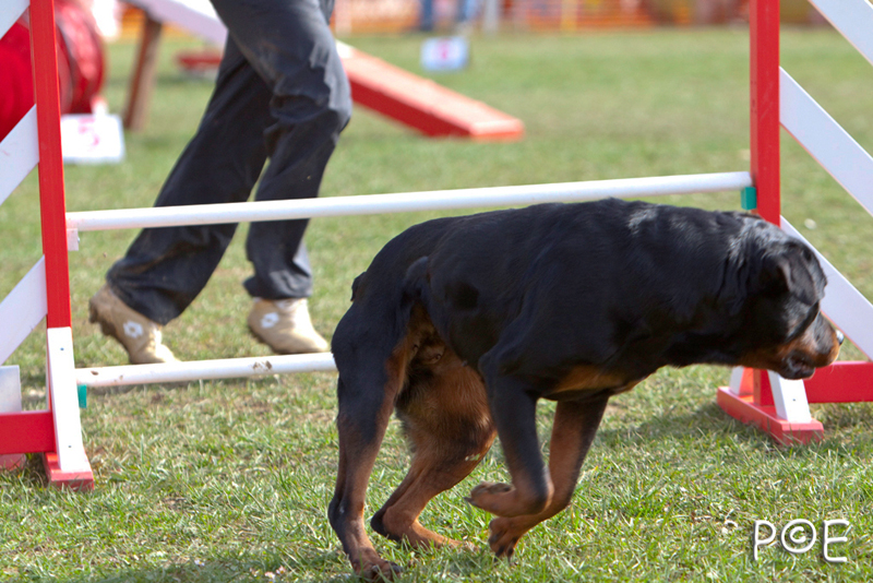 090315_MG_3232.jpg - Agility à Chamouilley