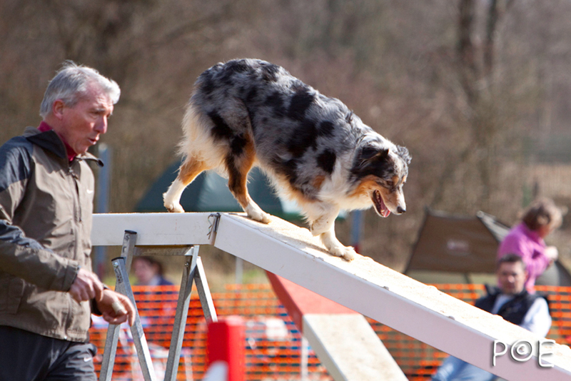 090315_MG_3238.jpg - Agility à Chamouilley