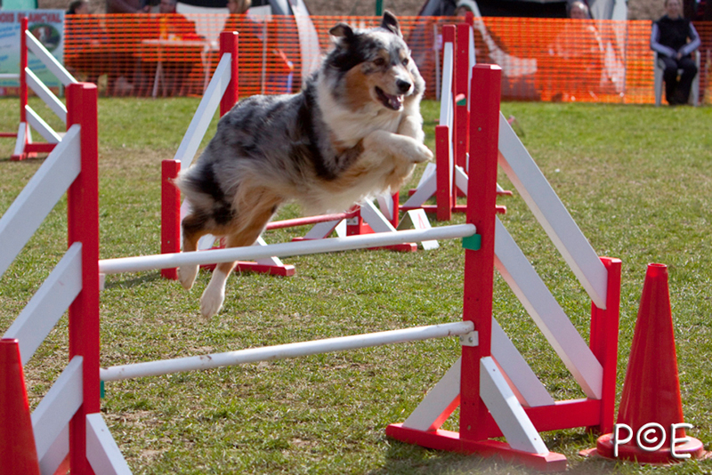 090315_MG_3245.jpg - Agility à Chamouilley