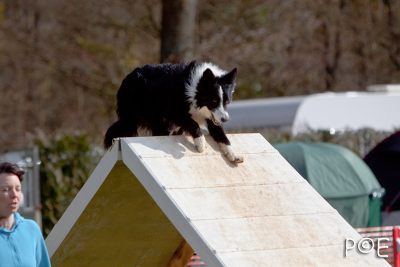 090315_MG_3259.jpg - Agility à Chamouilley