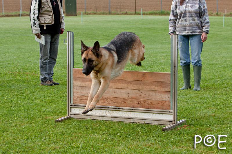 090510_MG_5763.jpg - Education canine