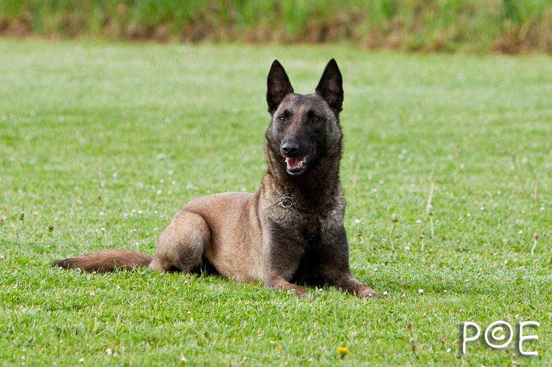 090510_MG_5765.jpg - Education canine