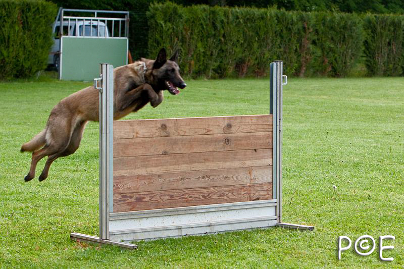 090510_MG_5775.jpg - Education canine